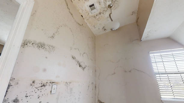 Best Mold Damage Restoration  in Hays, MT