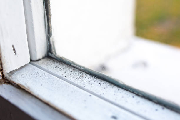 Best Real Estate Mold Inspection  in Hays, MT