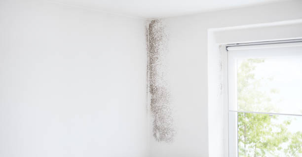 Best Asbestos and Lead Testing During Mold Inspection  in Hays, MT