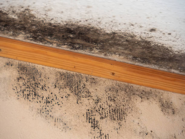 Best Commercial Mold Inspection  in Hays, MT