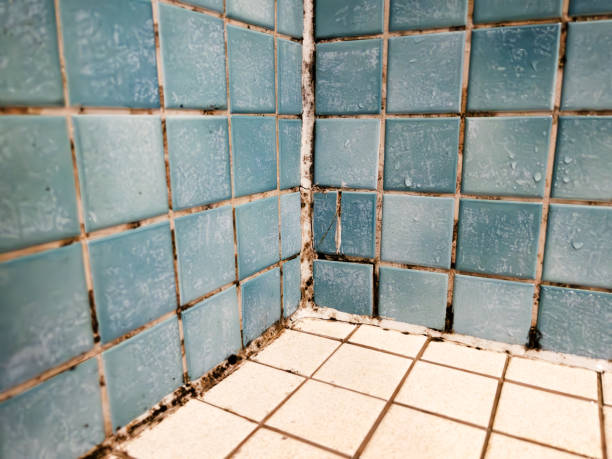 Best Mold Removal for HVAC Installations  in Hays, MT