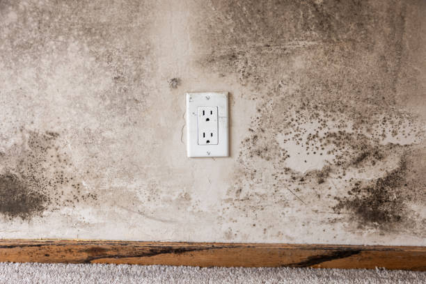 Best Mold Remediation for Healthcare Facilities  in Hays, MT
