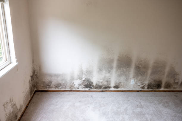 Best Biohazard Mold Removal  in Hays, MT