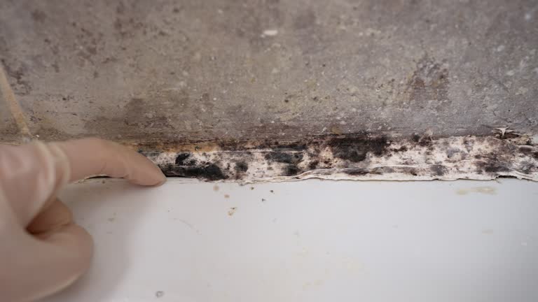 Best Mold Prevention Services  in Hays, MT